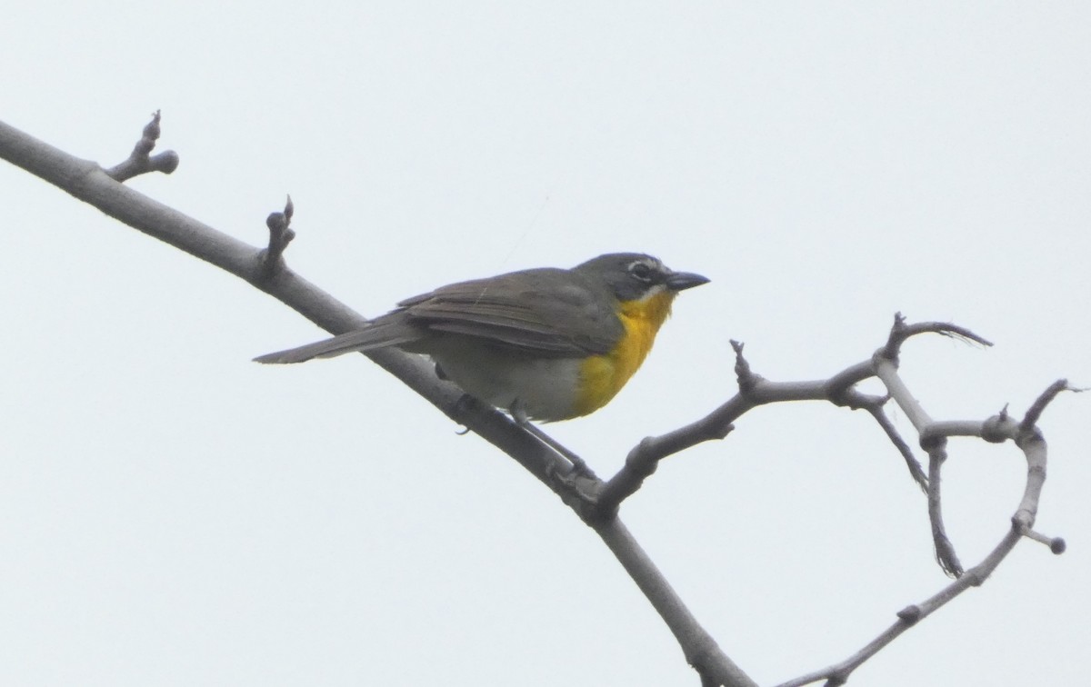 Yellow-breasted Chat - ML620591239