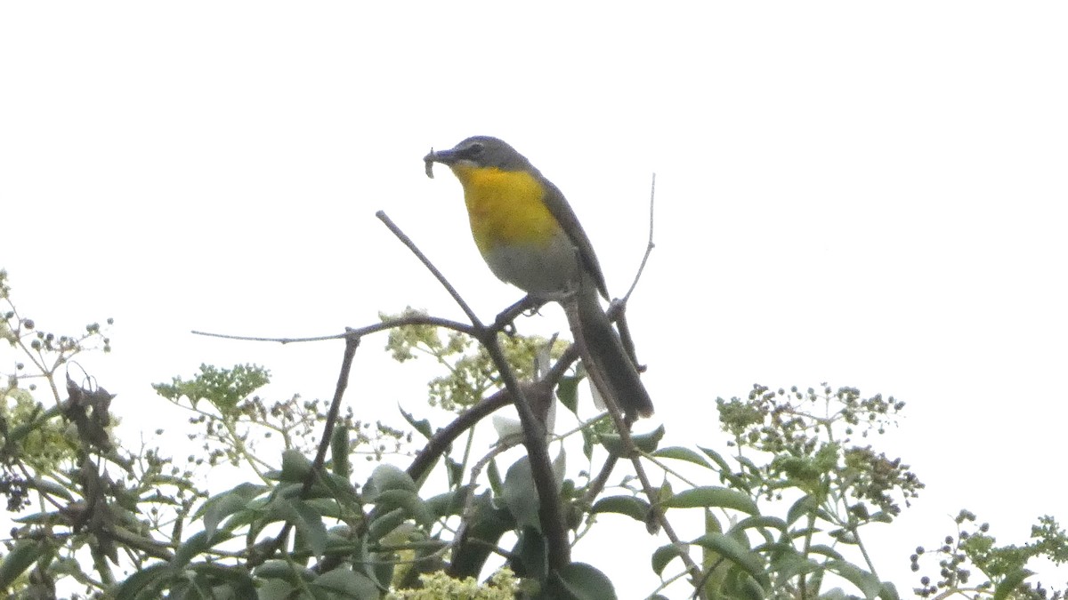 Yellow-breasted Chat - ML620591242