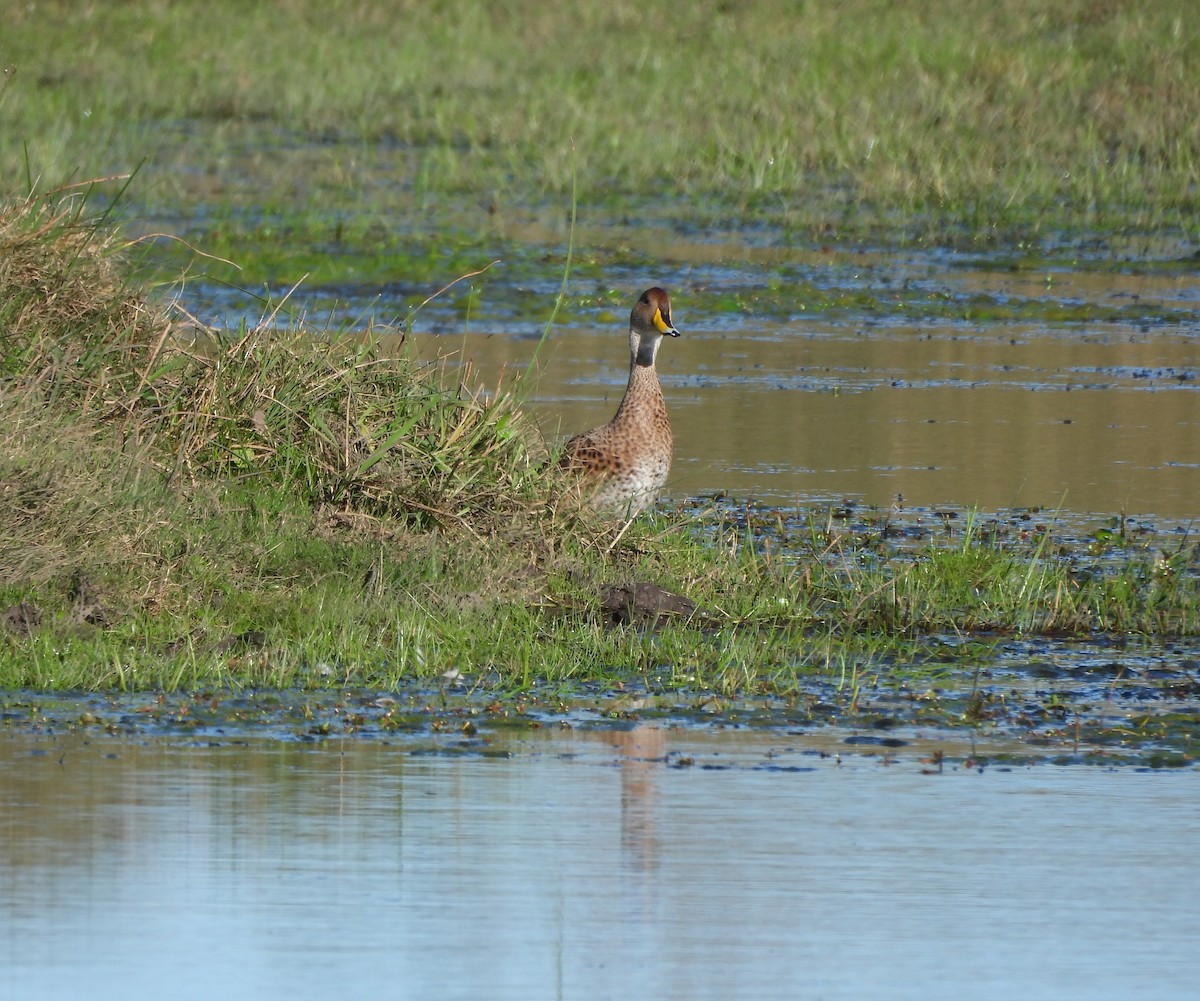 Yellow-billed Pintail - ML620591249