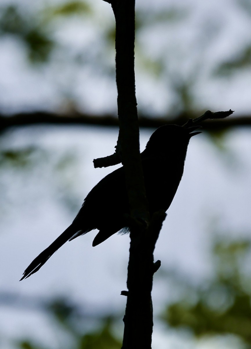 Gray Catbird - ML620591250