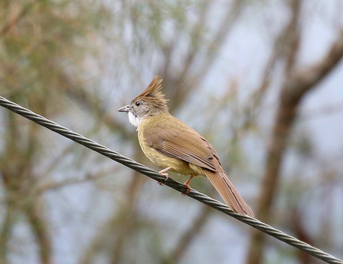 Puff-throated Bulbul - ML620591252