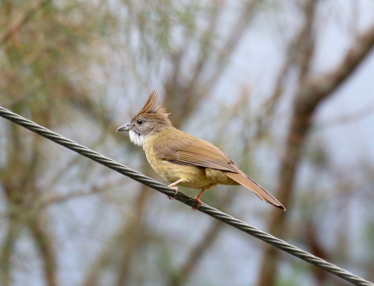 Bulbul Pálido - ML620591253