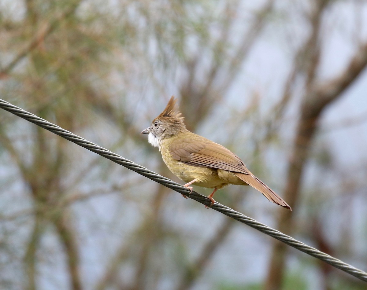 Bulbul Pálido - ML620591254