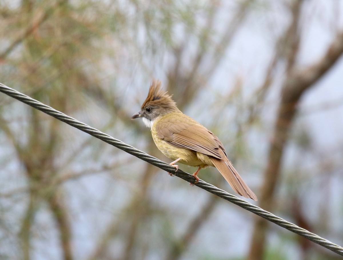 Puff-throated Bulbul - ML620591255