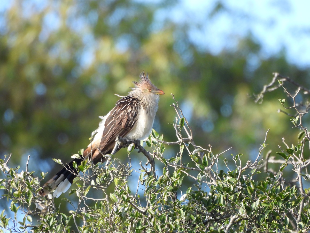 Guira Cuckoo - ML620591256