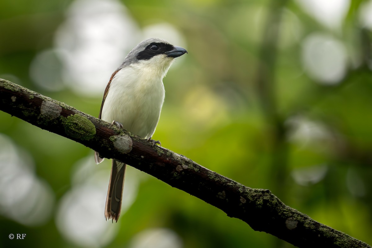 Tiger Shrike - ML620591259