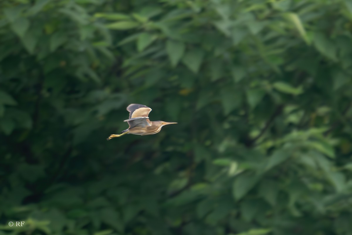 Yellow Bittern - Roxie Fu