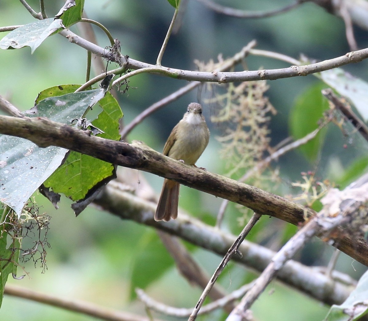 Gray-eyed Bulbul - ML620591262