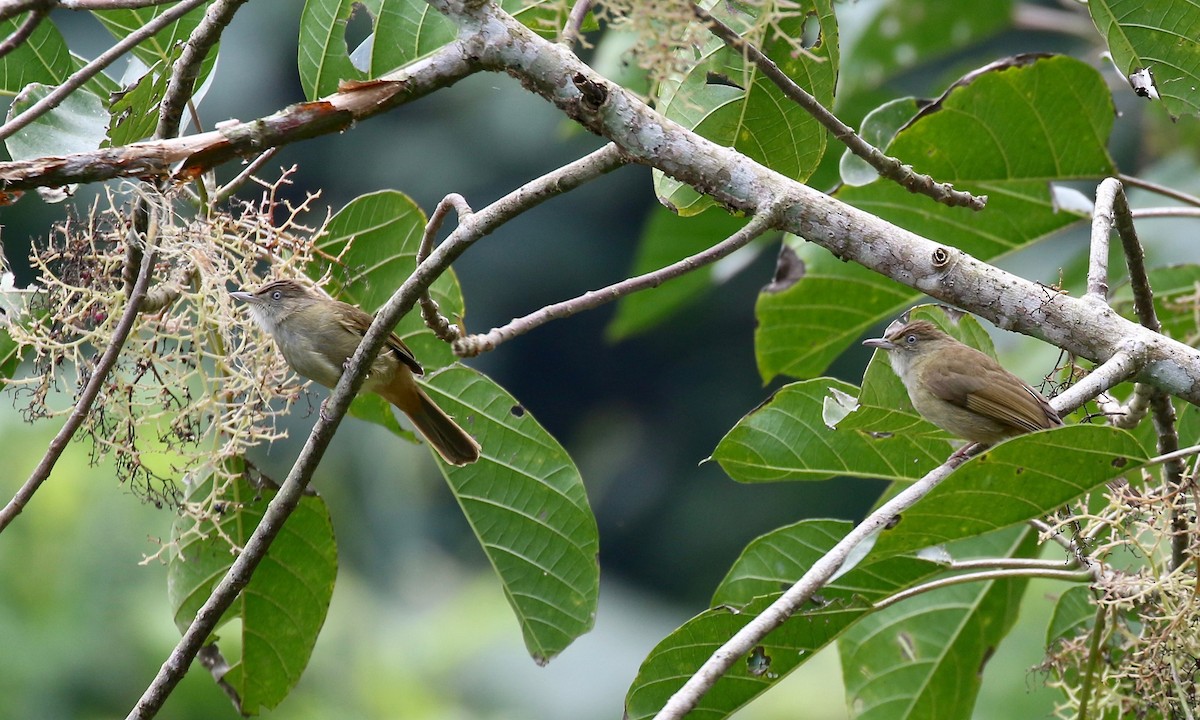 Gray-eyed Bulbul - ML620591264