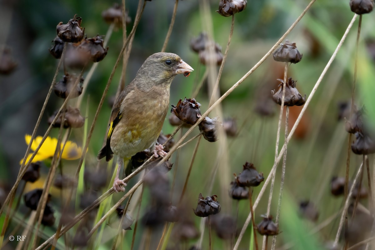 Oriental Greenfinch (Oriental) - ML620591265