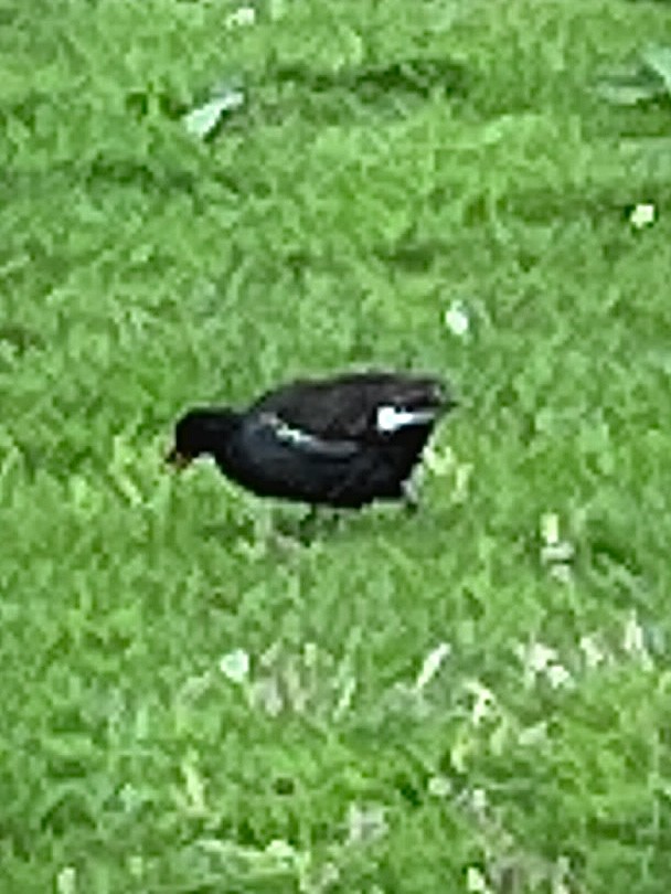 Eurasian Moorhen - ML620591267