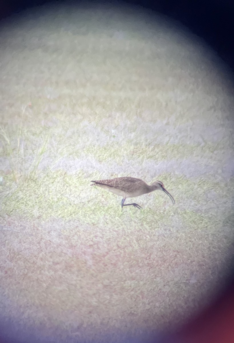 Hudsonian Whimbrel - ML620591268