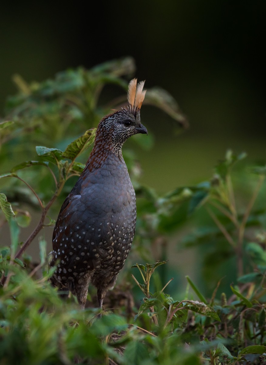 Elegant Quail - ML620591275