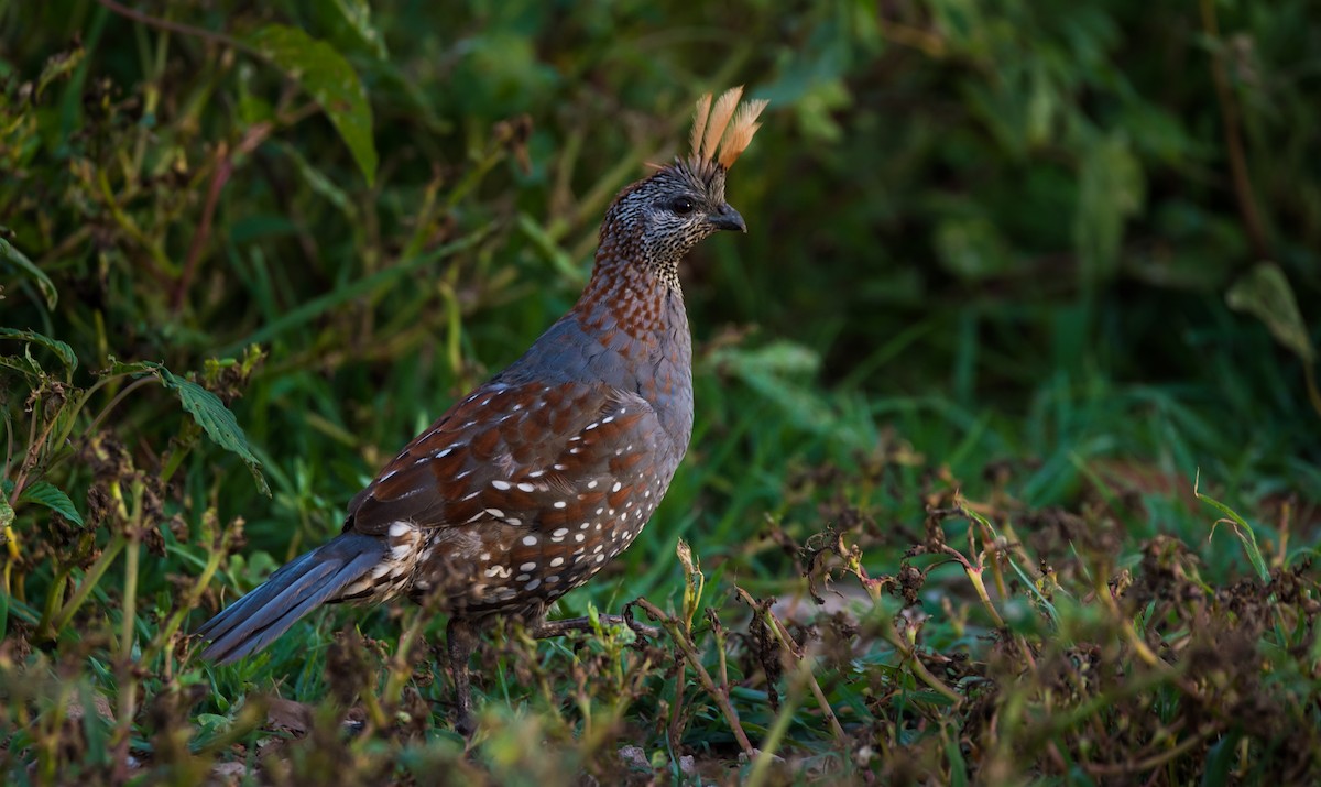 Elegant Quail - ML620591276