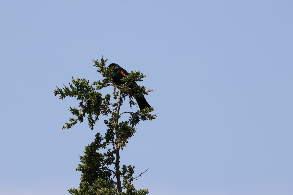 Red-winged Blackbird - ML620591278