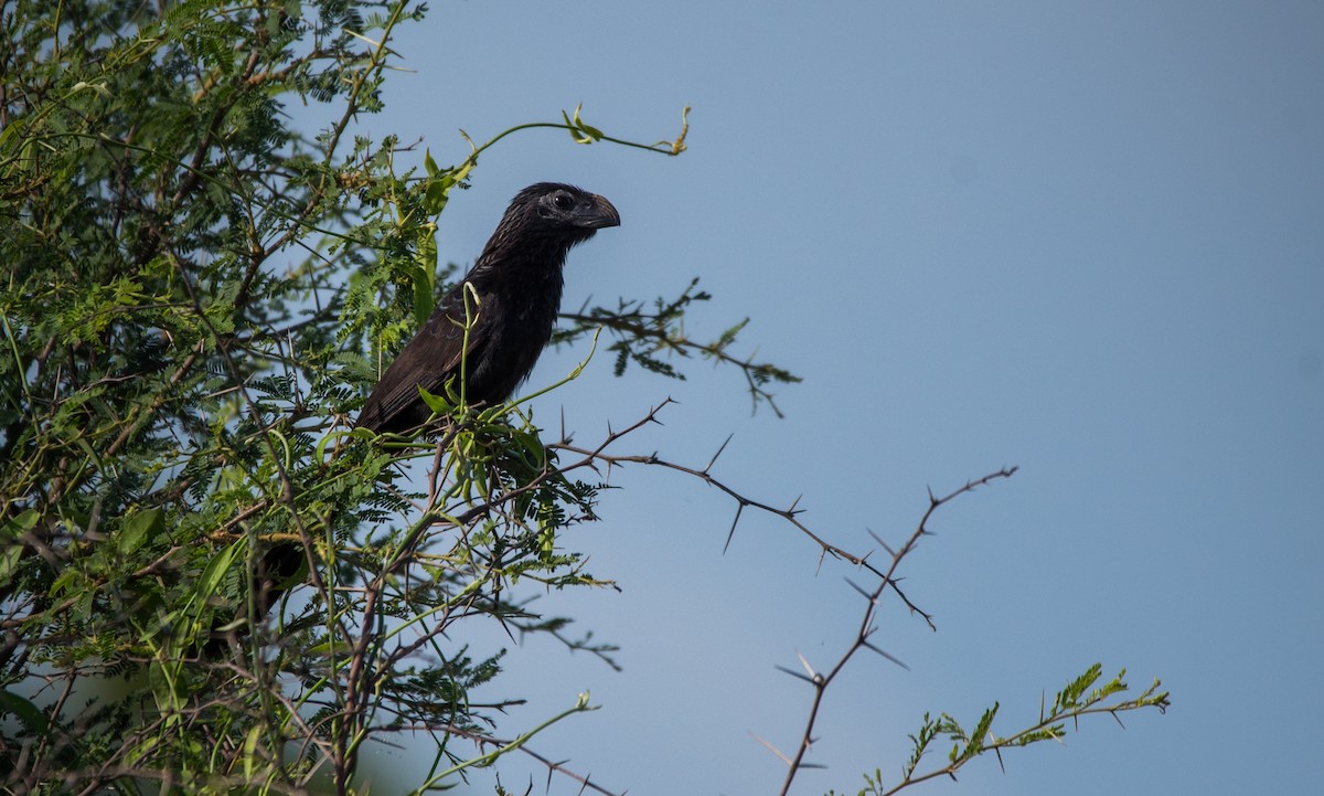 Groove-billed Ani - ML620591283