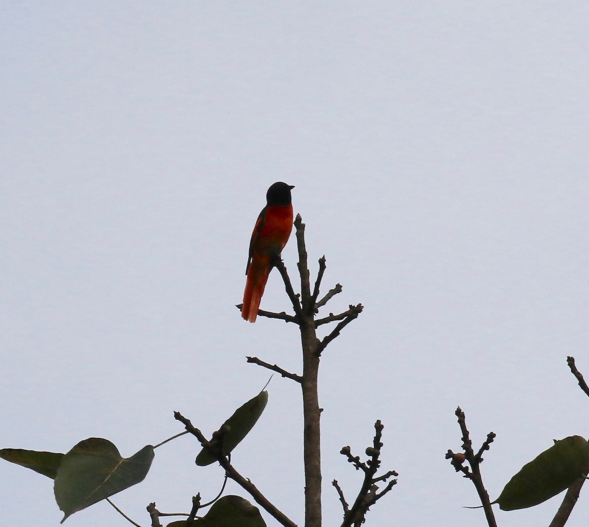 赤紅山椒鳥 - ML620591284