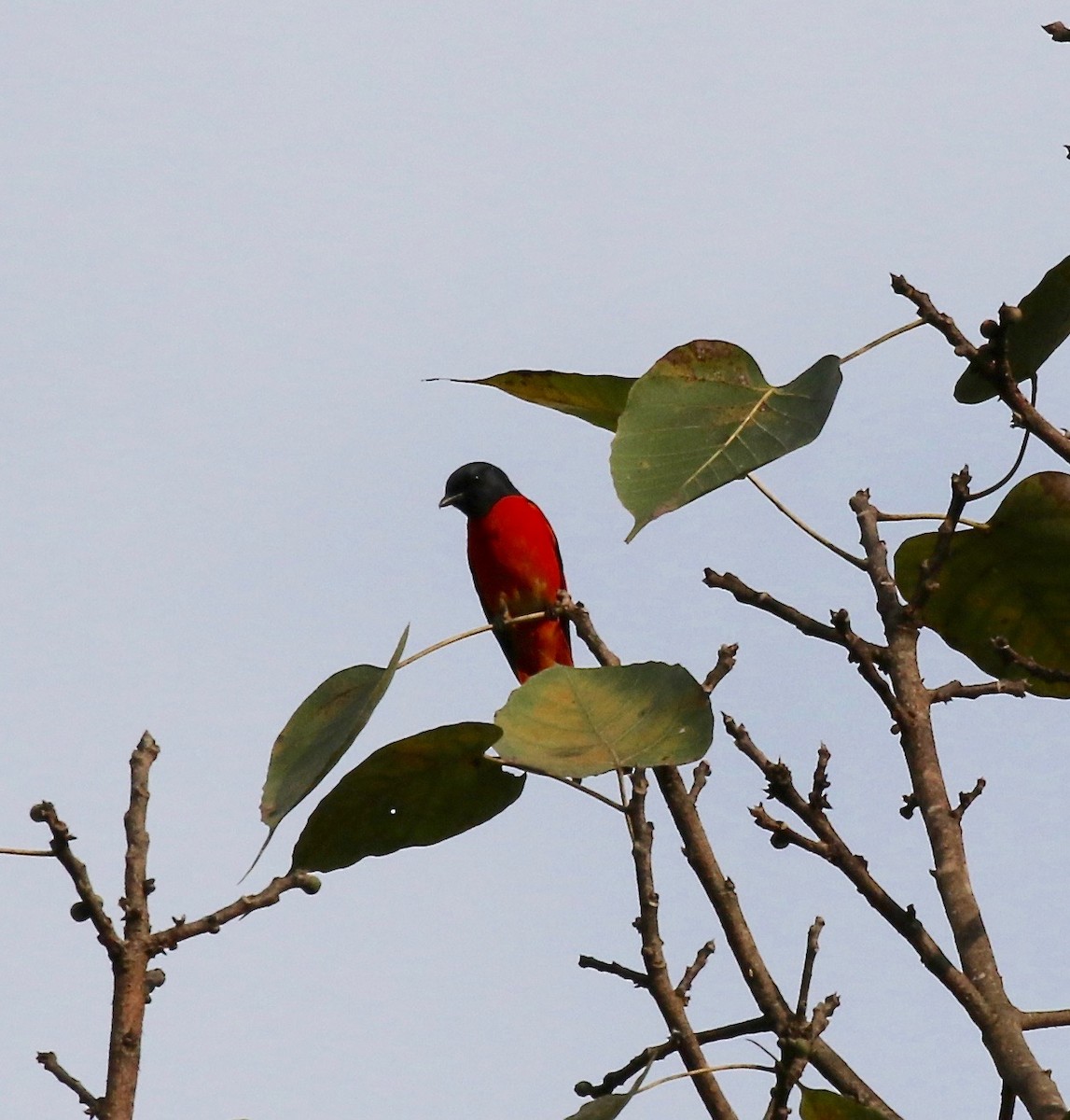赤紅山椒鳥 - ML620591285