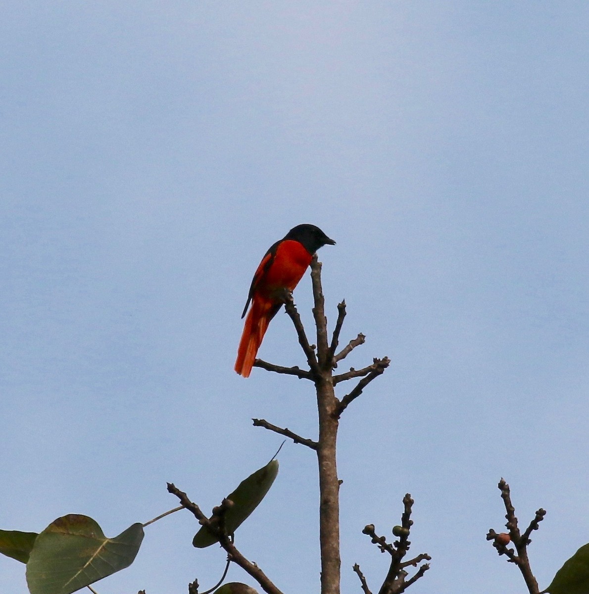 赤紅山椒鳥 - ML620591286