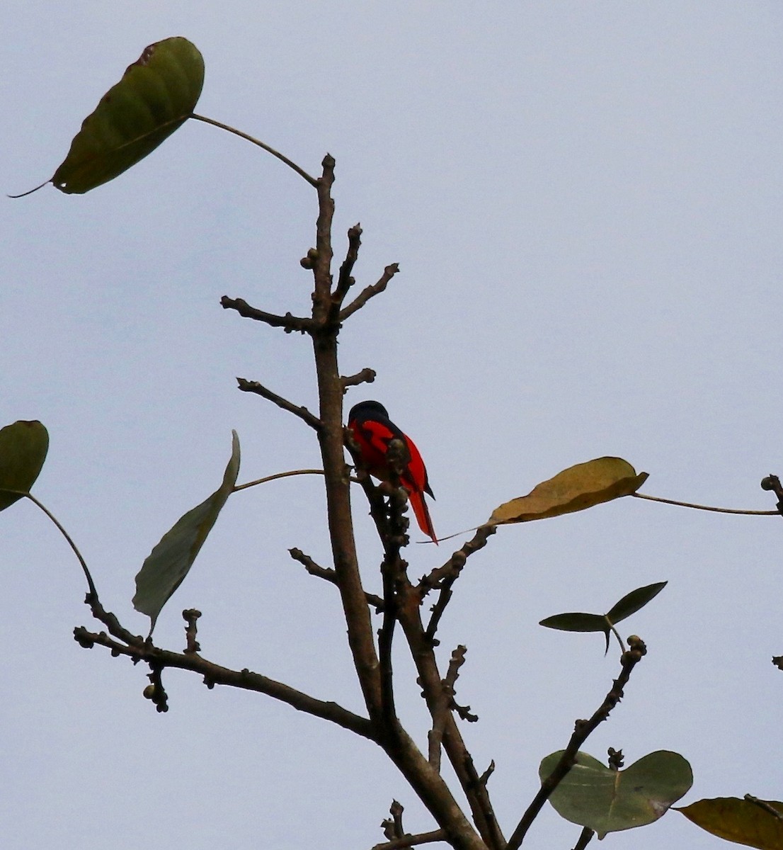 Scarlet Minivet - ML620591287