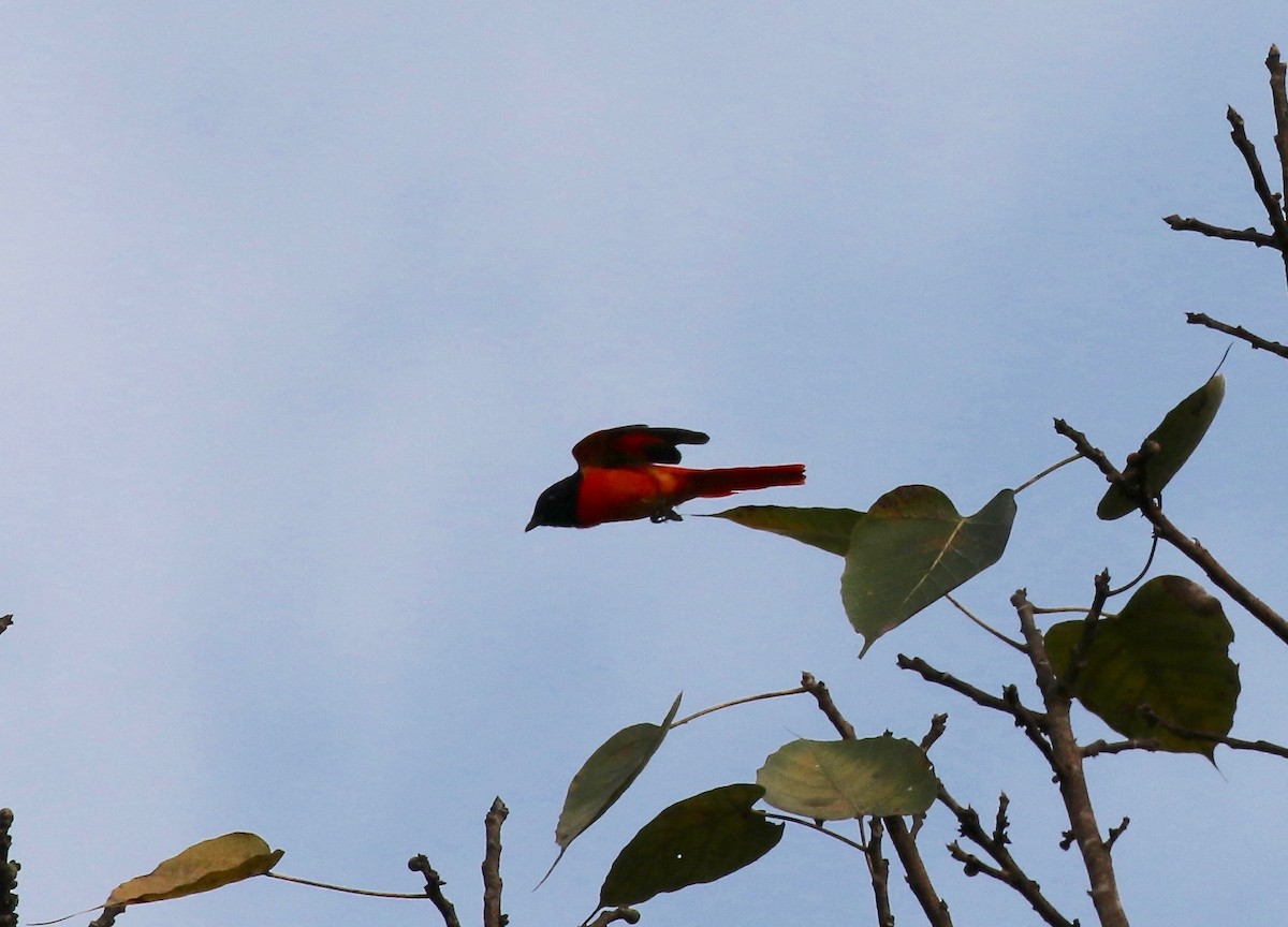 赤紅山椒鳥 - ML620591288