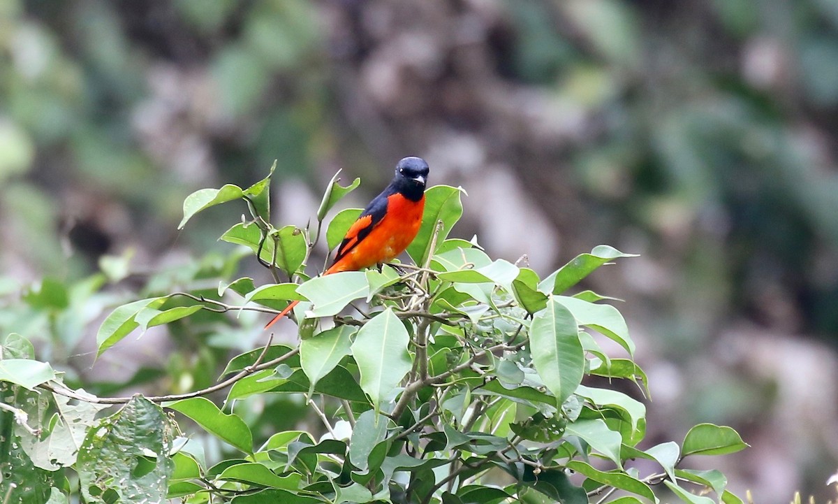 赤紅山椒鳥 - ML620591289