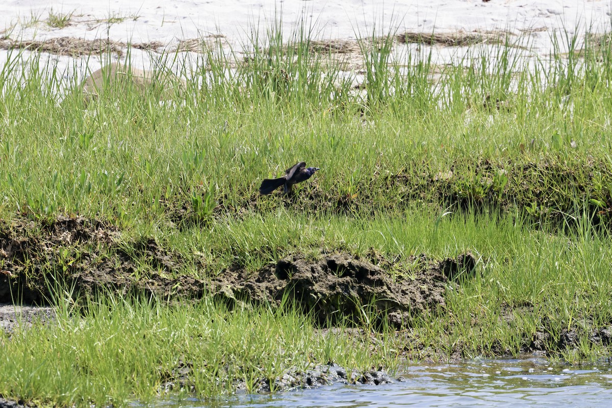 Common Grackle - ML620591296