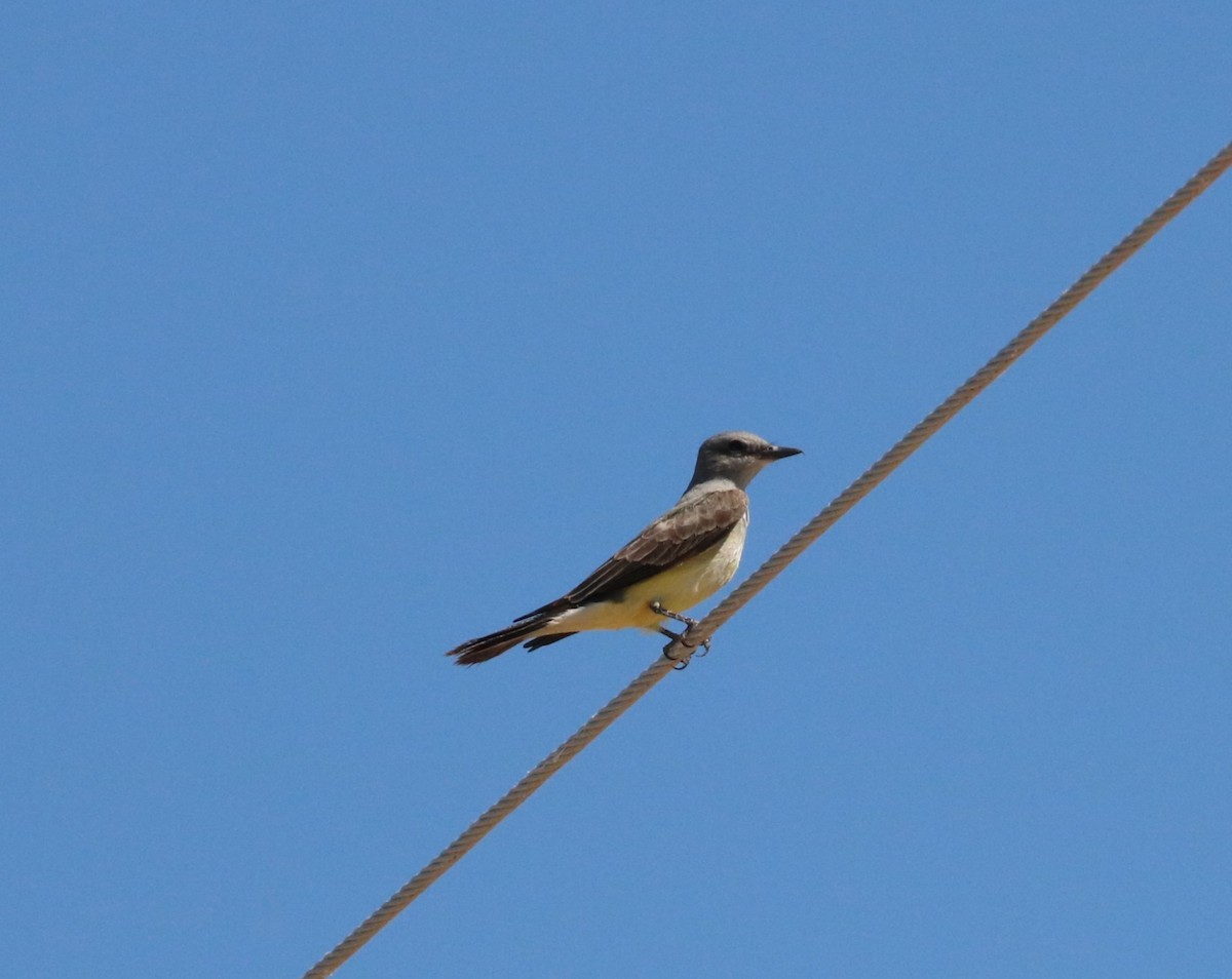 Western Kingbird - ML620591297