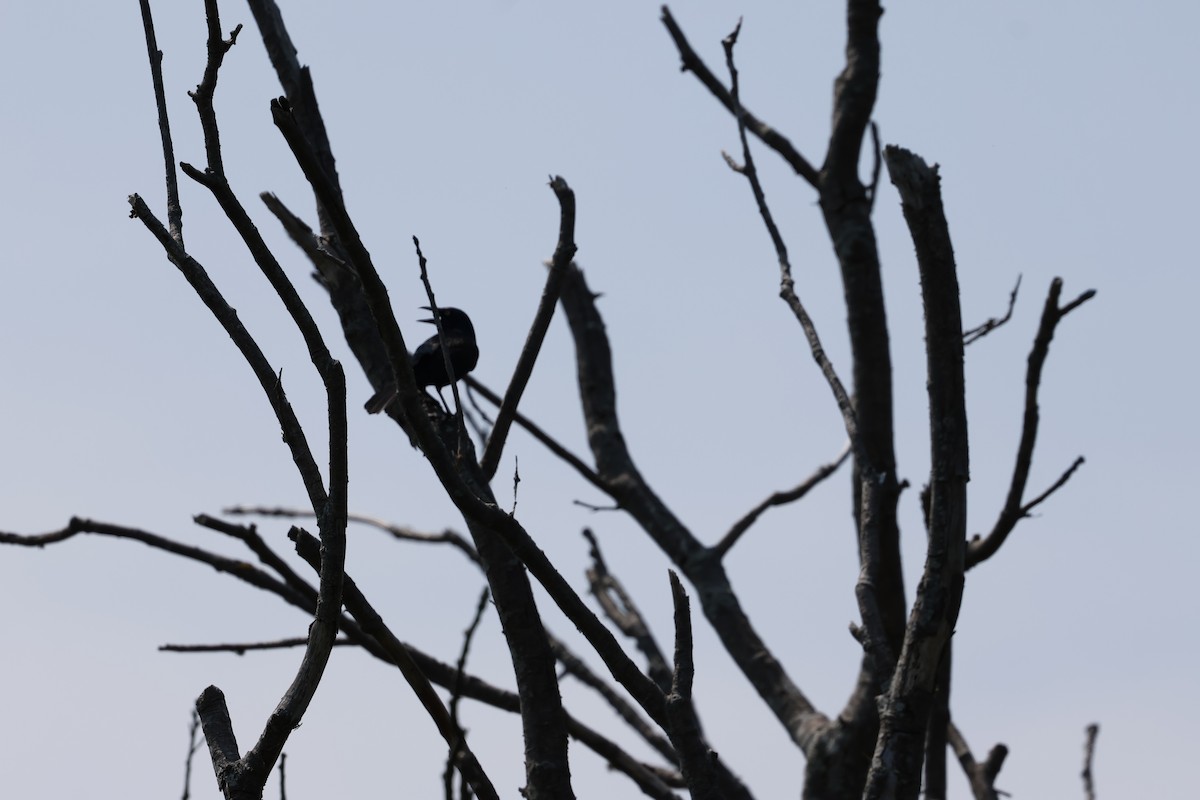 Common Grackle - ML620591299