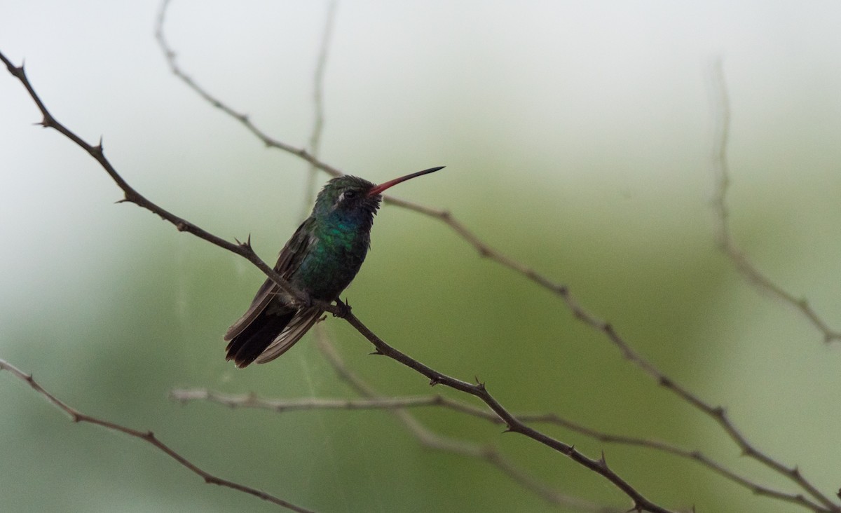 Broad-billed Hummingbird - Kalee Vidana