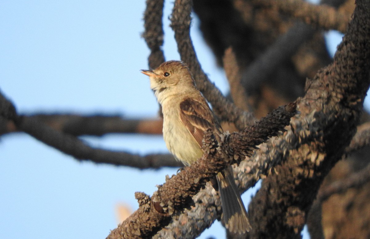 White-throated Flycatcher - Anuar López