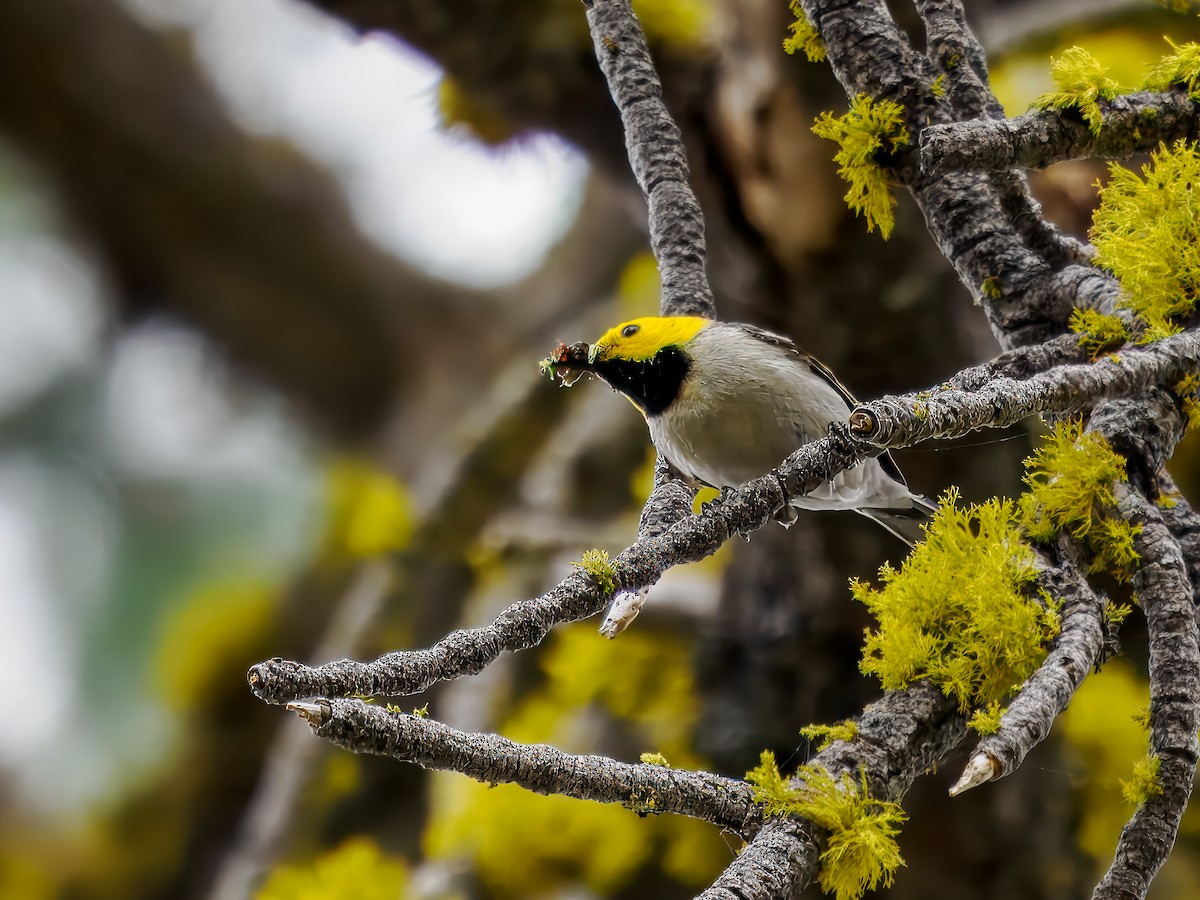 Paruline à tête jaune - ML620591320