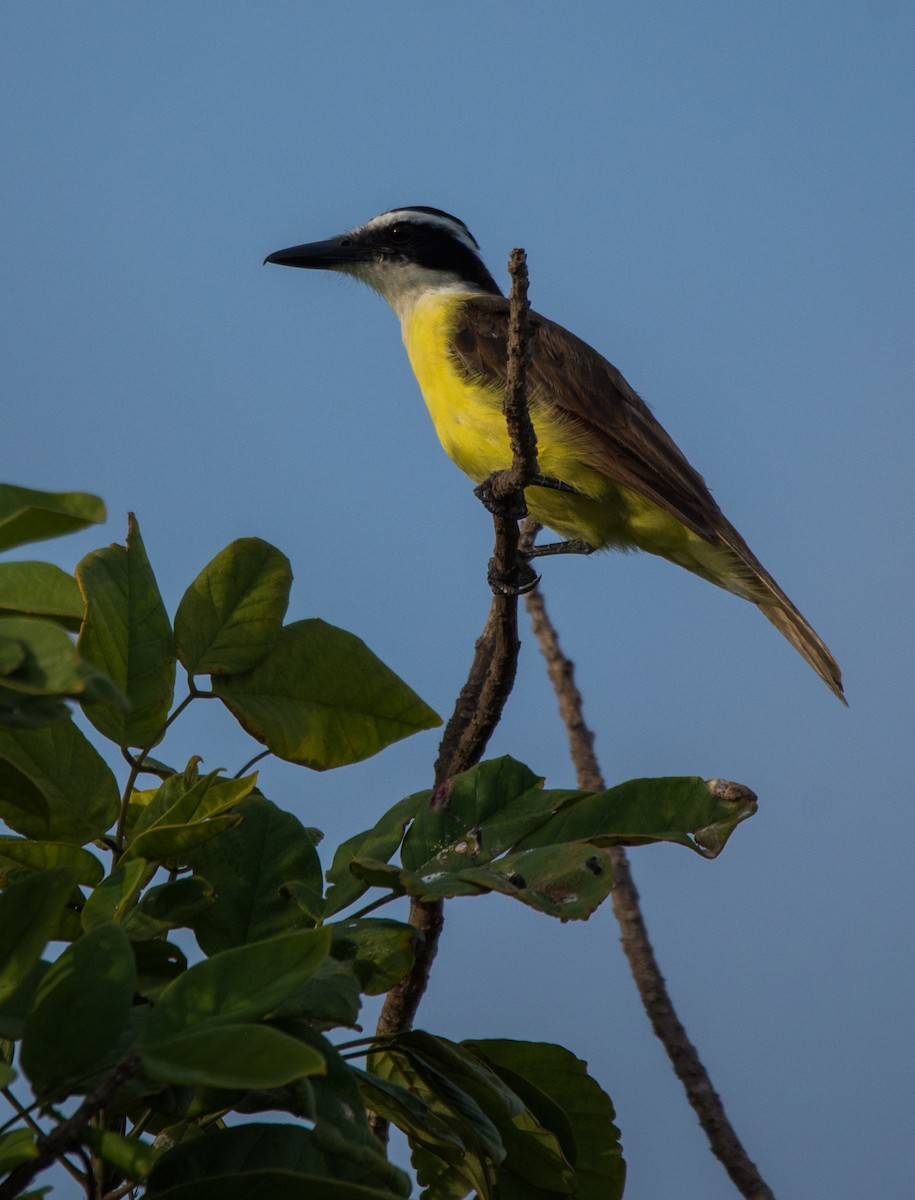 Boat-billed Flycatcher - ML620591322