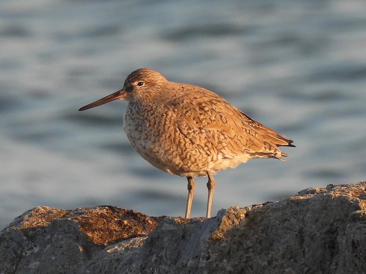 Willet - ML620591323