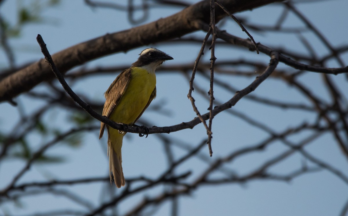 Social Flycatcher - Kalee Vidana