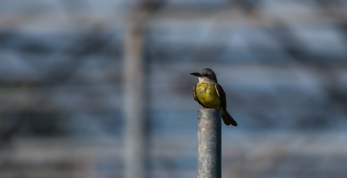 Cassin's Kingbird - ML620591327