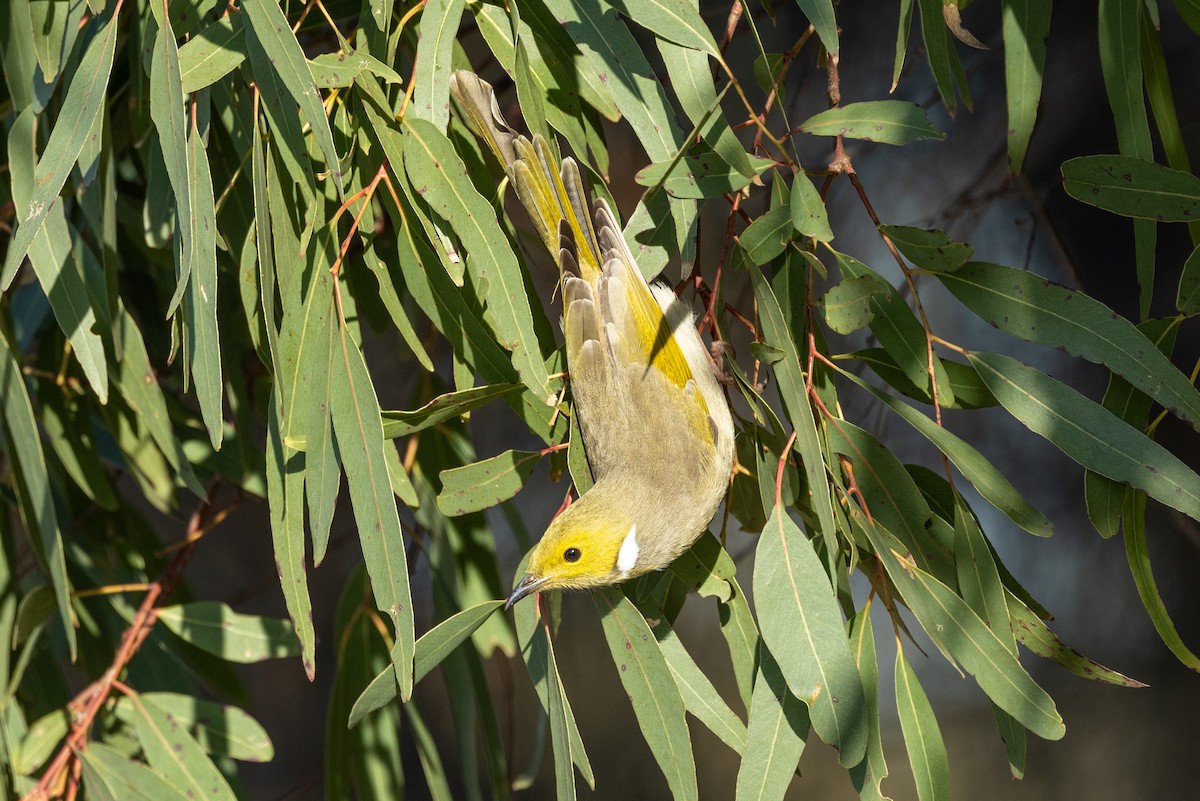 White-plumed Honeyeater - ML620591328