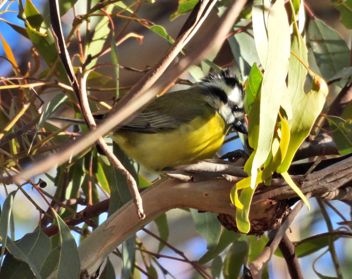 Eastern Shrike-tit - ML620591330