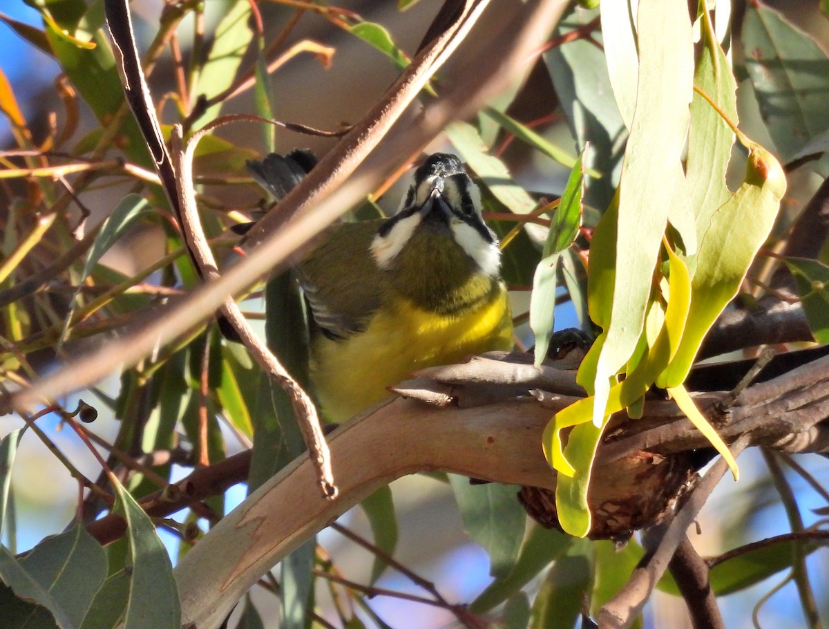 Eastern Shrike-tit - ML620591331