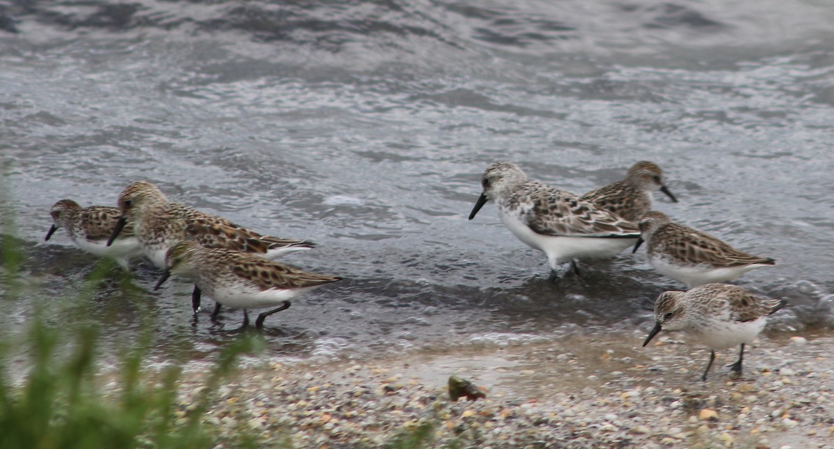 Bécasseau sanderling - ML620591332