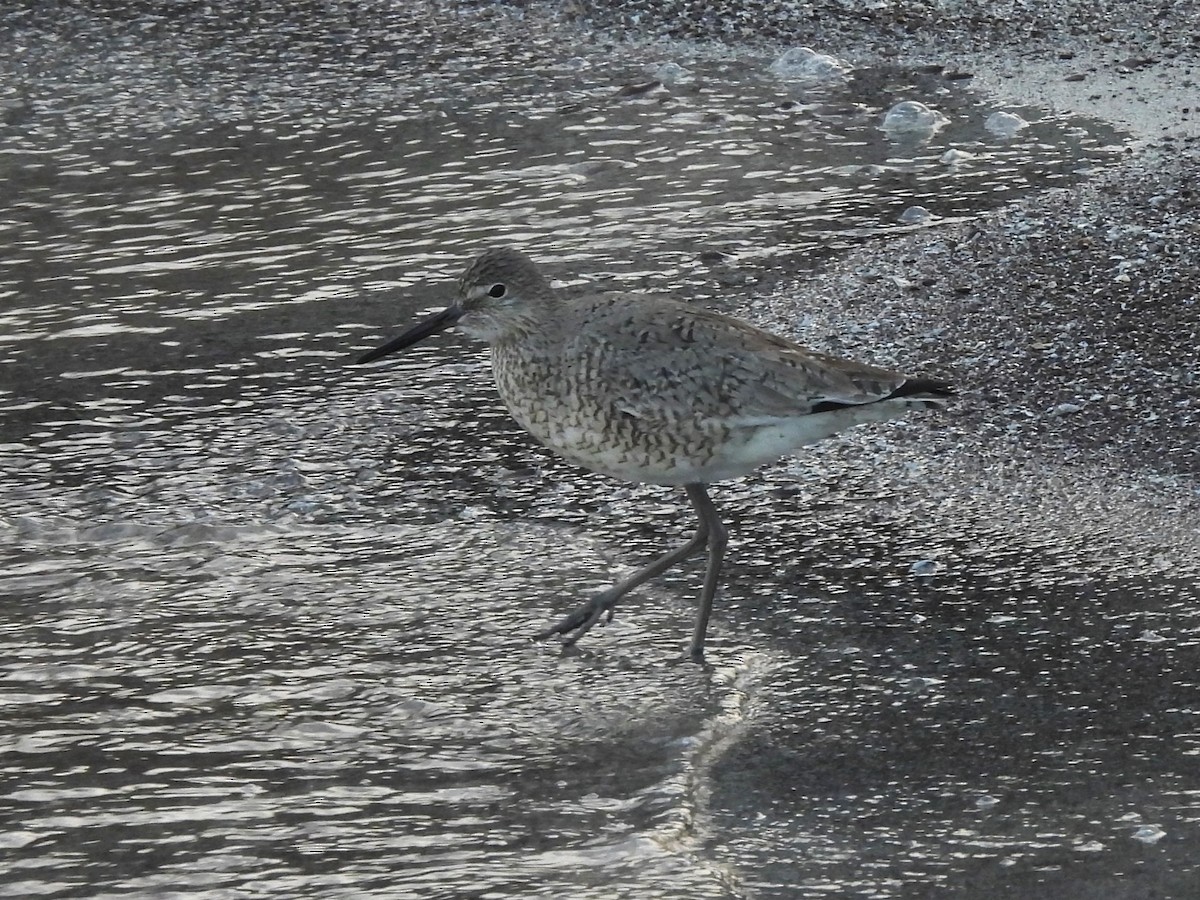 Willet - ML620591336