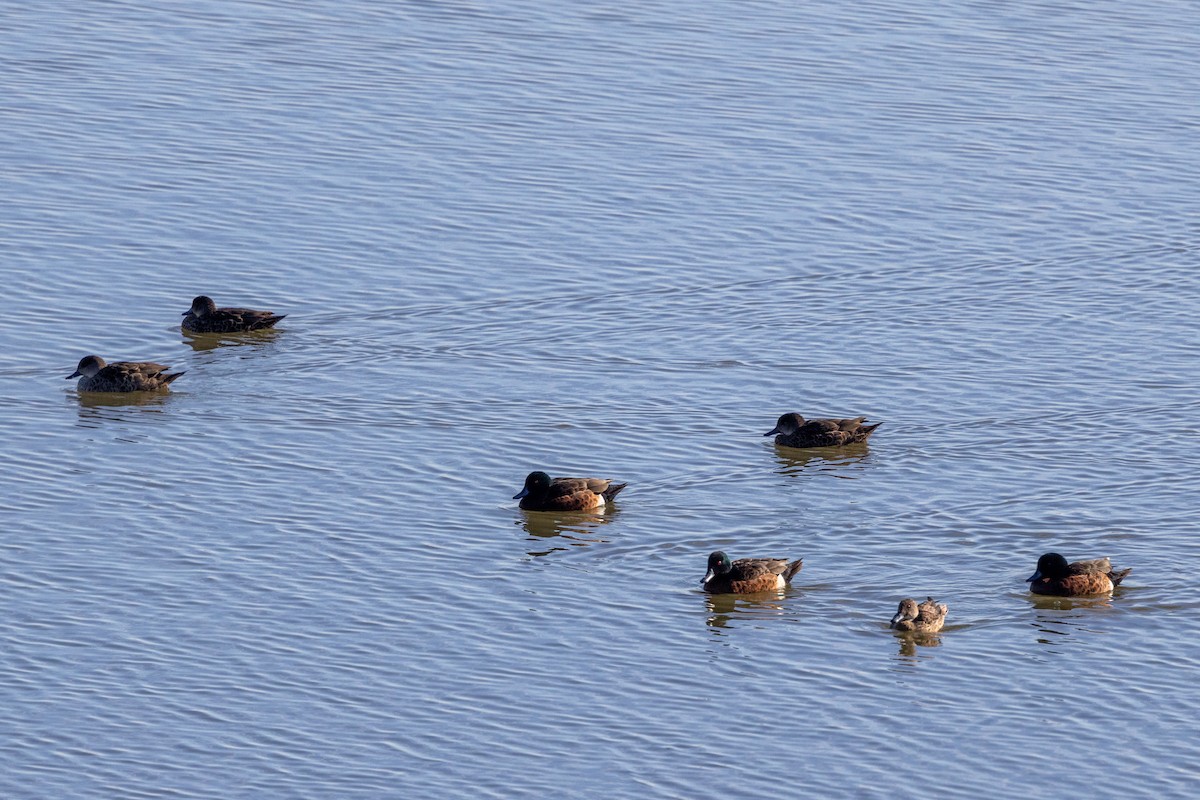 Chestnut Teal - ML620591339