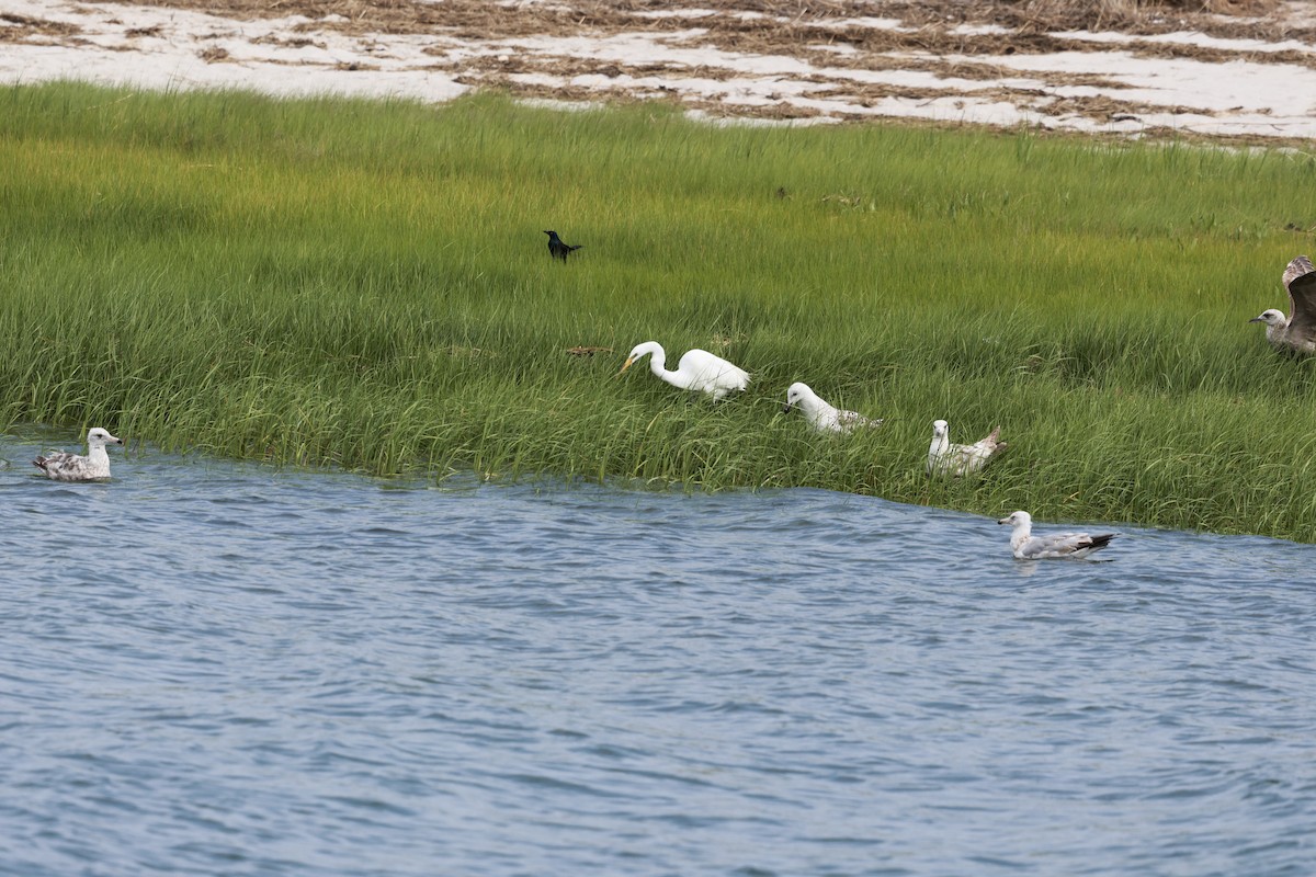 Herring Gull - ML620591341