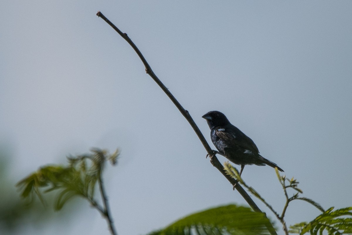 Blue-black Grassquit - ML620591343