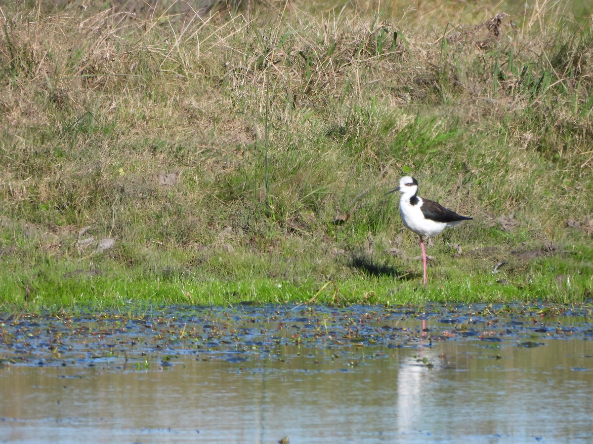 Schwarznacken-Stelzenläufer - ML620591345