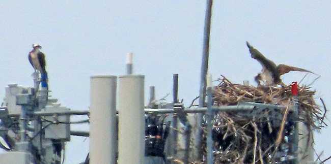 Águila Pescadora - ML620591351