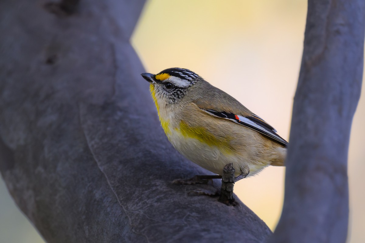 Pardalote à point jaune (substriatus) - ML620591352