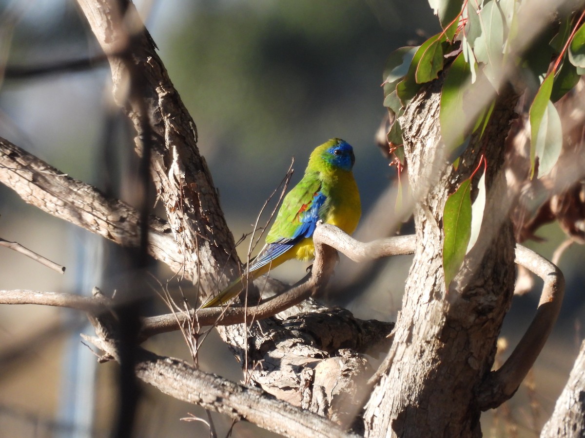 Turquoise Parrot - ML620591353