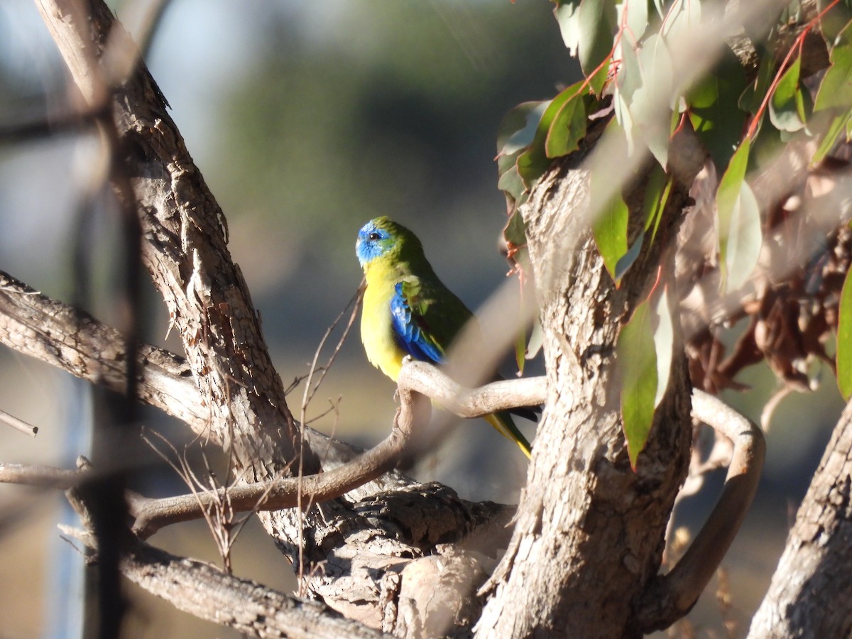 Turquoise Parrot - ML620591354