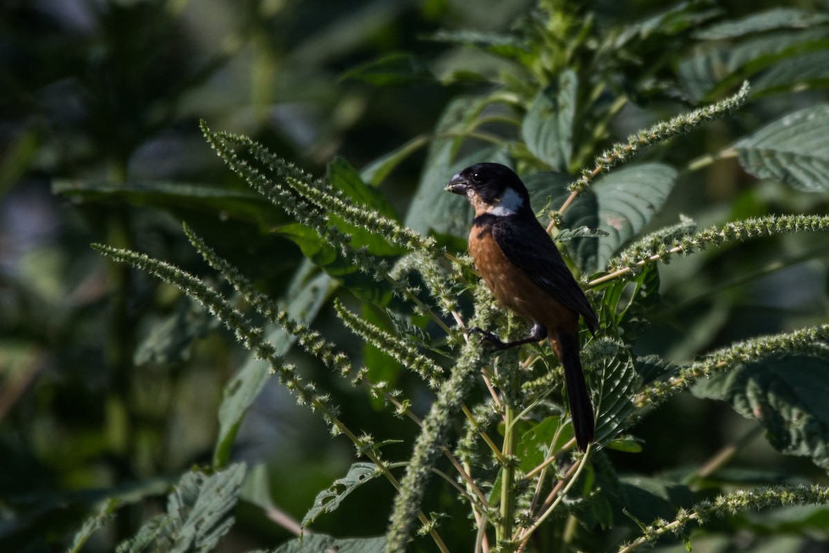 Cinnamon-rumped Seedeater - ML620591355